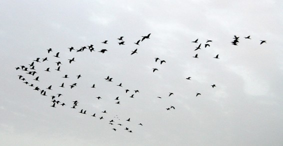 Foto: Youval Haimovits, Flickr CC